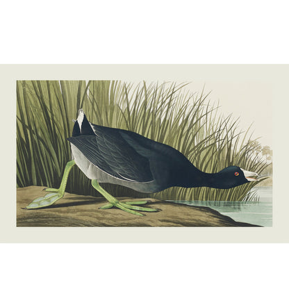 American Coot