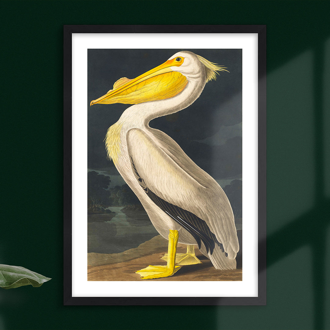 American White Pelican