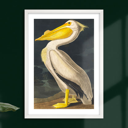 American White Pelican