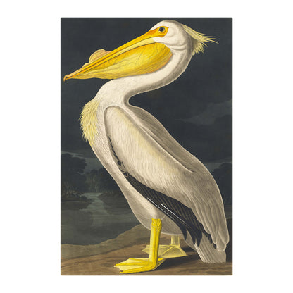 American White Pelican