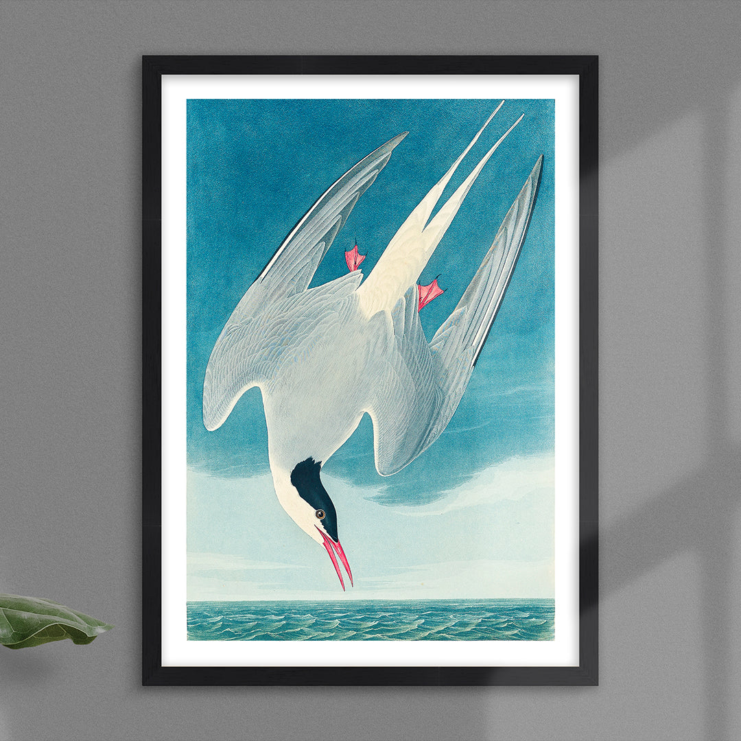 Arctic Tern