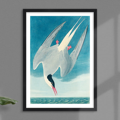 Arctic Tern