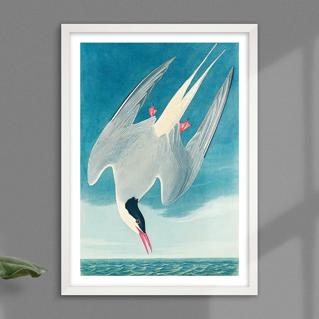 Arctic Tern