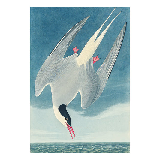 Arctic Tern