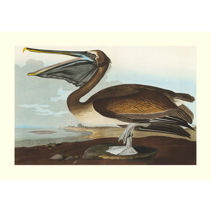 Brown Pelican