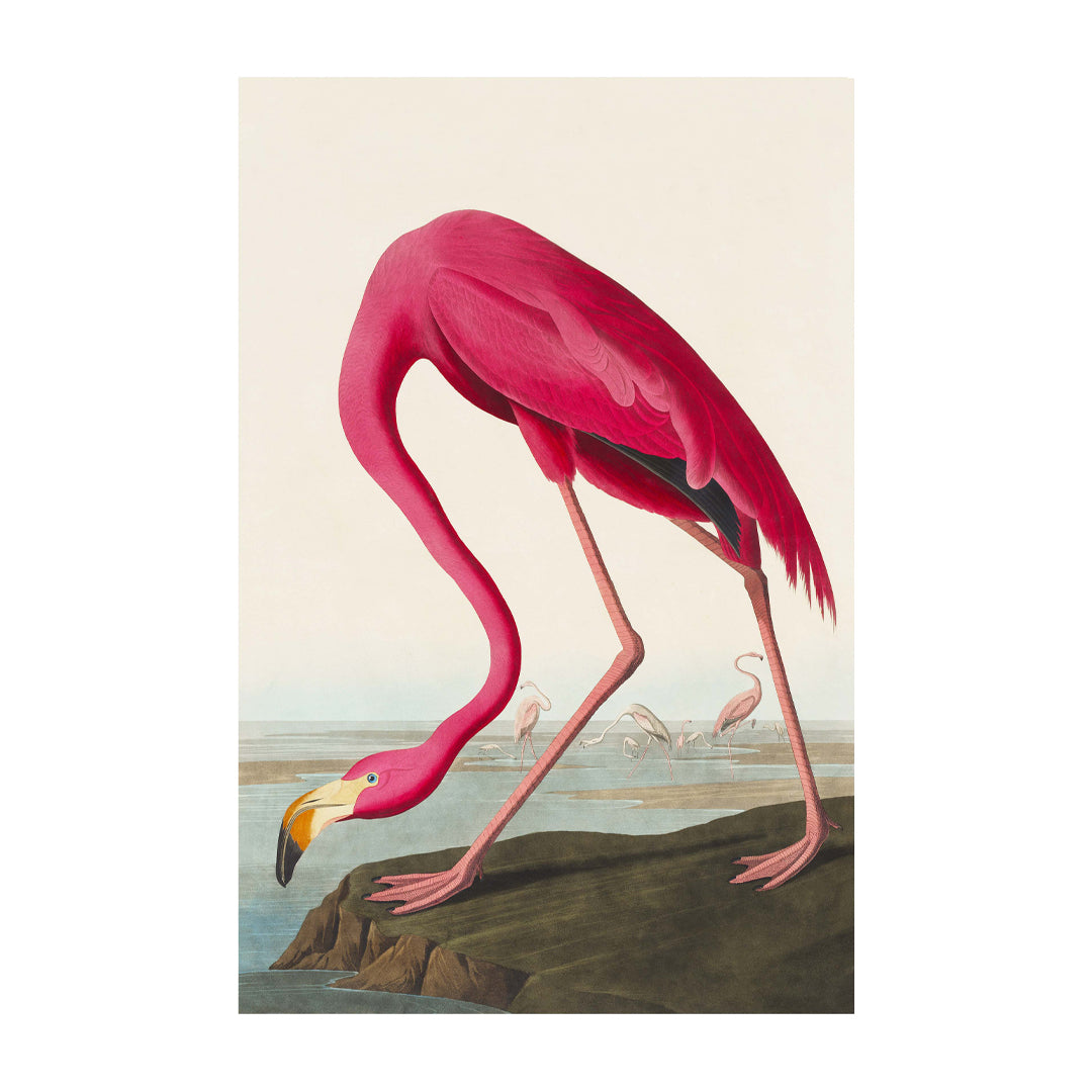 Pink Flamingo