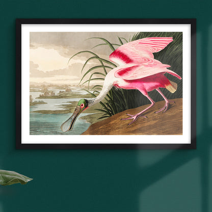 Roseate Spoonbill