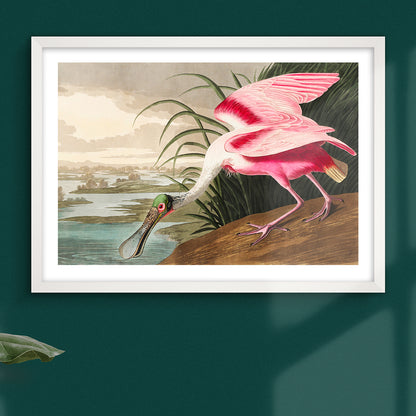 Roseate Spoonbill