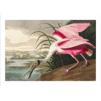 Roseate Spoonbill